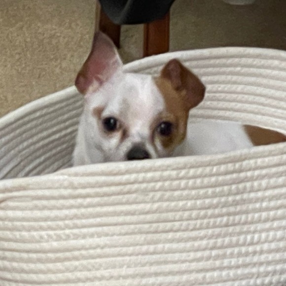 Meet your Posher, Mai - Picture 1 of 1